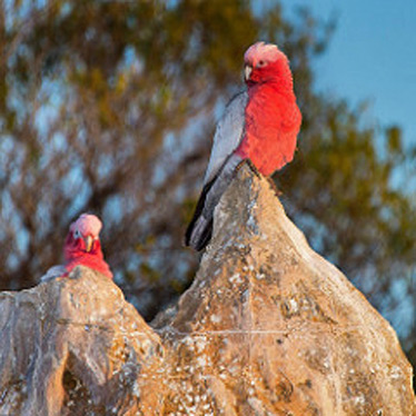 Pinnacle desert galahs - deep pink birds