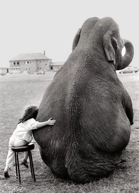 Elephant hugging