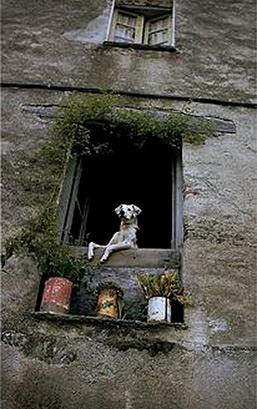 dog in window.jpg-257x409