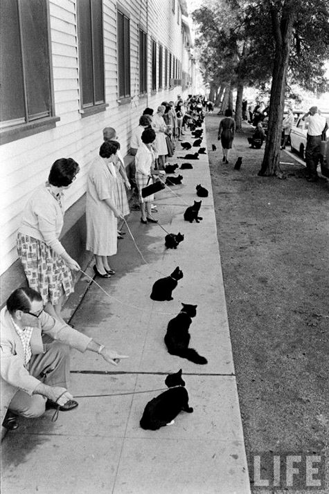 BLACK CAT AUDITIONS In Hollywood