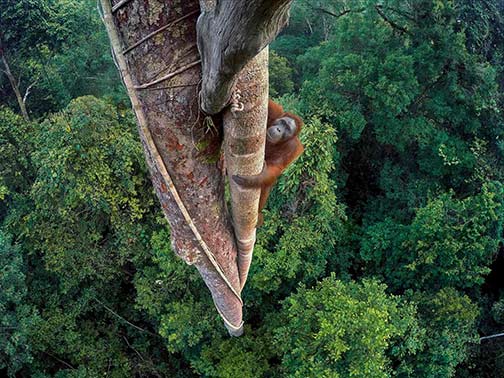 Entwined-Lives,-by-Tim-Lama orangutan climbing a tree