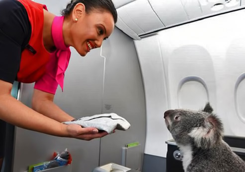 In-celebration-of-Singapore’s-50th-independence-anniversary,-Australia-has-sent-over-four-koalas-to-be-ambassadors-to-the-city-state-for-the-next-six-months
