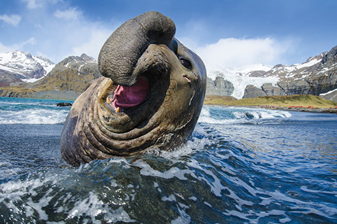Justin Hofman_Elephant Seal
