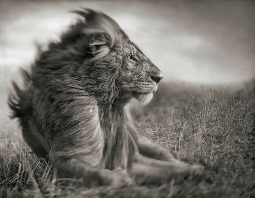 Nick_Brandt_-Lion-Before-Storm-II-–-Sitting-Profile,-Maasai-Mara,2006