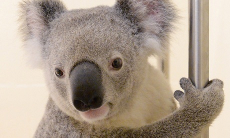 koala stowaway