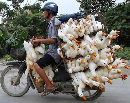 ducks-motorcycle-hanoi-vietnam