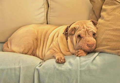 lexie---the cosmic canine - sofa chillin'