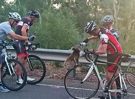 koala having a drink with cyclists in Australia