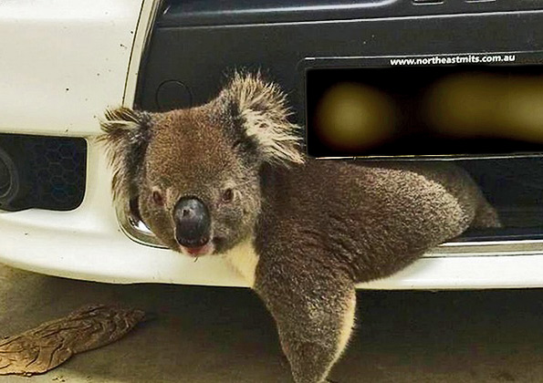 the-koala,-called-Bear-Grills-by-the-driverkoala-that-travelled-10km-wedged-into-the-grille-of-a-car-that-struck-it-at-Bridgewater,-20km-south-of-Adelaide,-South-Australia,