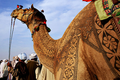 Painted Camel