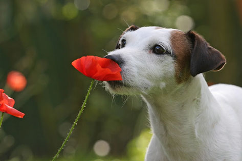 A dog sniffing a red poppy flower