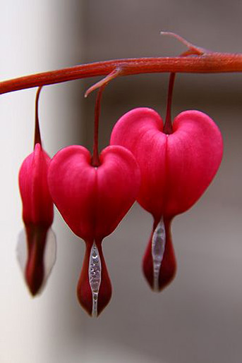 Bleeding-Hearts-flowers in a pinky red