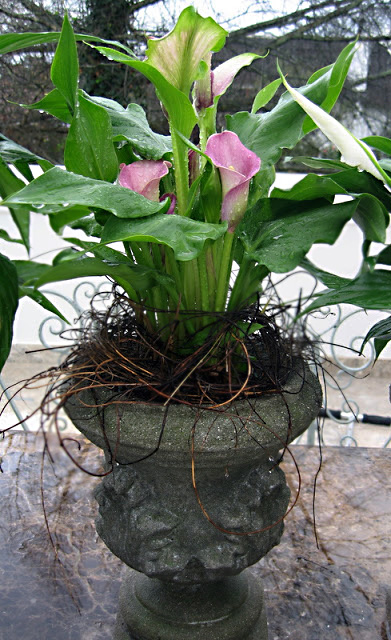 Potted Pink Arum Lilies