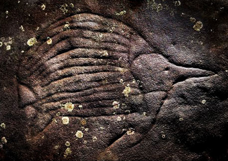 Aboriginal rock carving of an Echidna