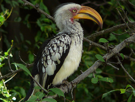 Yellow Hornbill