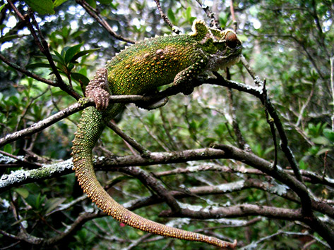 chameleon-afrique-sud-3