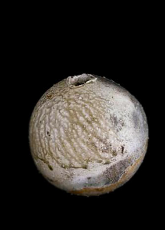 Natural ash glaze spherical vessel