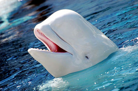 Beluga-white-whale