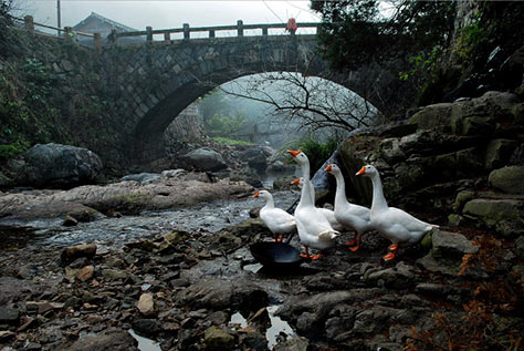 Lin pit - Nanxijiang roaming - photo by Yang Fuhua -- geese by the stream