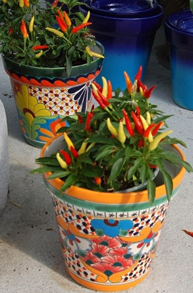 chillies in a colourful mexican planter