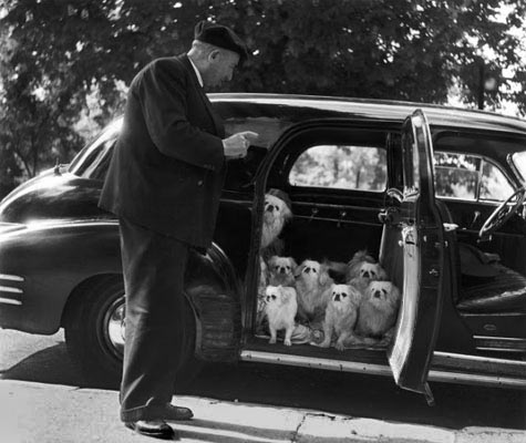 Les Chien du Marquis de Cuevas, Bois de Boulogne- dogs arriving in a car
