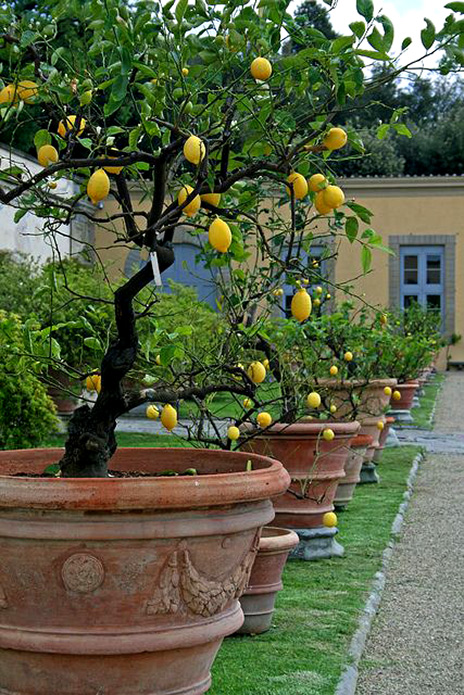 Potted lemon trees---Villa Medici di Castello, Tuscany, Italy