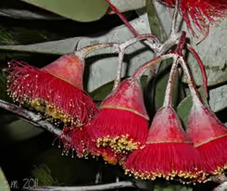 Vivid red gumtree flowers