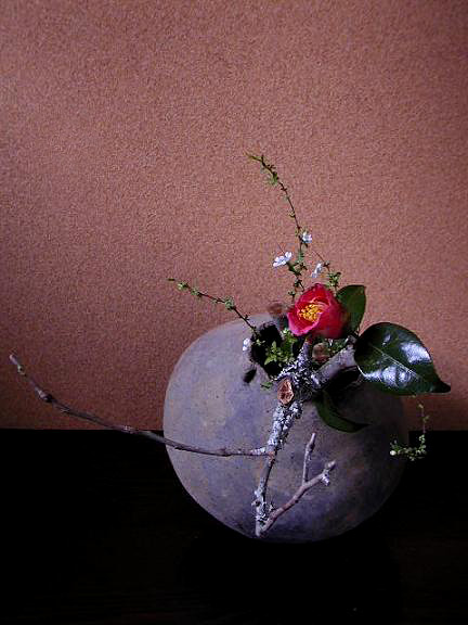 Pioneer-Camellia-japonica,-432x376