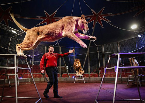Leaping lioness-Lennon bros circus