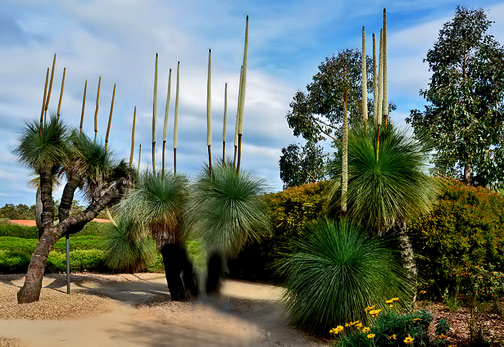 Johnsons Grass Trees with their spectacular flower spikes
