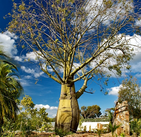 Queensland Bottle Tree - Australia Garden - large yellow tree with bottle shaped trunk