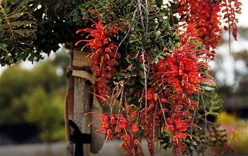 Orange-red Grevillia flowers  -- Australia Gardens, Cranbourne