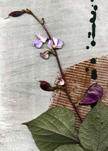 Catherine White _hyacinth_bean collage