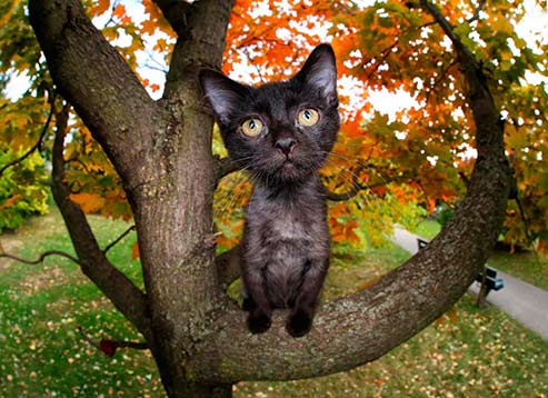 Petunia the black kitten - Photo Seth Casteel