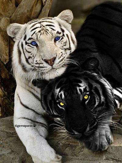  black-white-tigers together