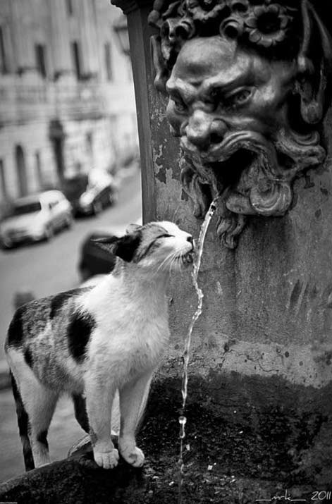 Cat-at-the-fountain
