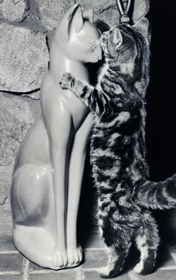 Kitten-playing-with-a-cat-statue-1952