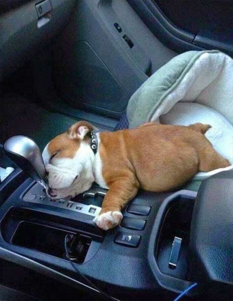 Puppy-car-slumber - wake me when we get home