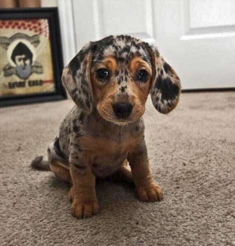 Silver dapple dachshund puppy dog