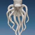 White ceramic octopus