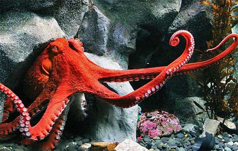 giant-octopus