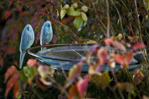 Glass--birdbath-with-two-blue--budgies---Kooper-Tasmania