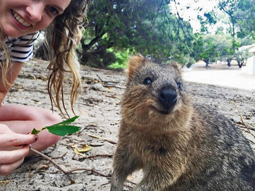 Rottnest-Quokka