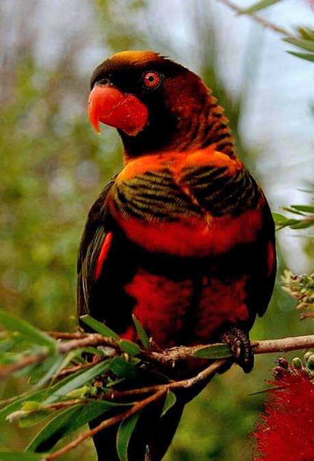 Red, black and orange Dusky Lory Parrot-(Pseudeos-furcata)-endemic-to-Indonesia-and-Papua-New-Guinea 