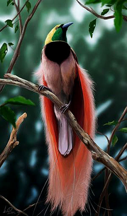 Raggiana-Bird-of-paradise,-(Paradisaea-raggiana)-is-the-national-bird-of-Papua-New-Guinea