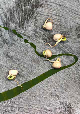 Catherine-White_sprouting_peas on hand painted paper