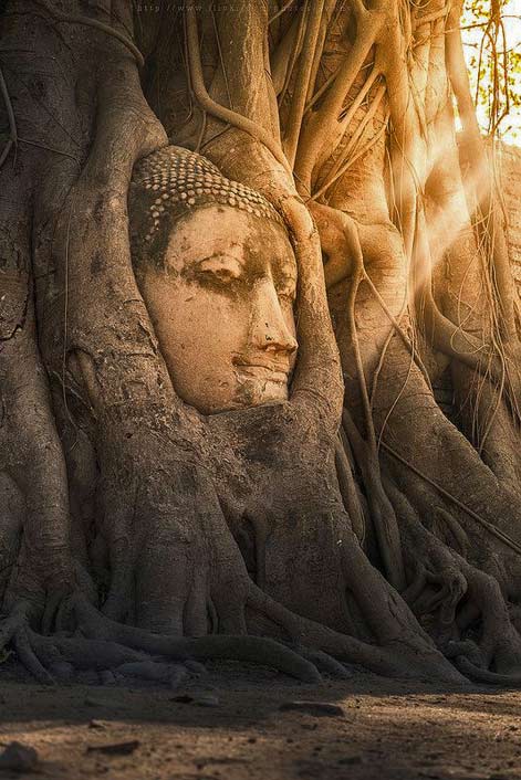 Buddha-head -Thailand embedded in a tree trunk