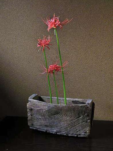 red-spider-lily-iflowers kebana-display