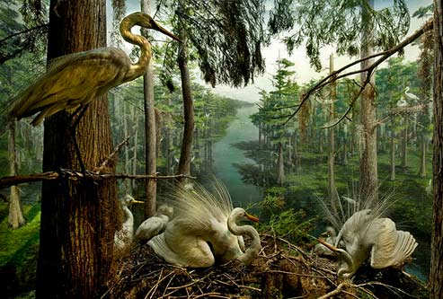 american-museum-of-natural-history-egrets-nesting