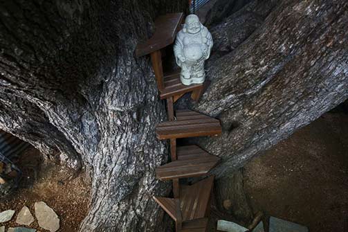 champion-catalpa-tree-which-measures-23-5-feet-around-at-the-home-of-connie-chantilis